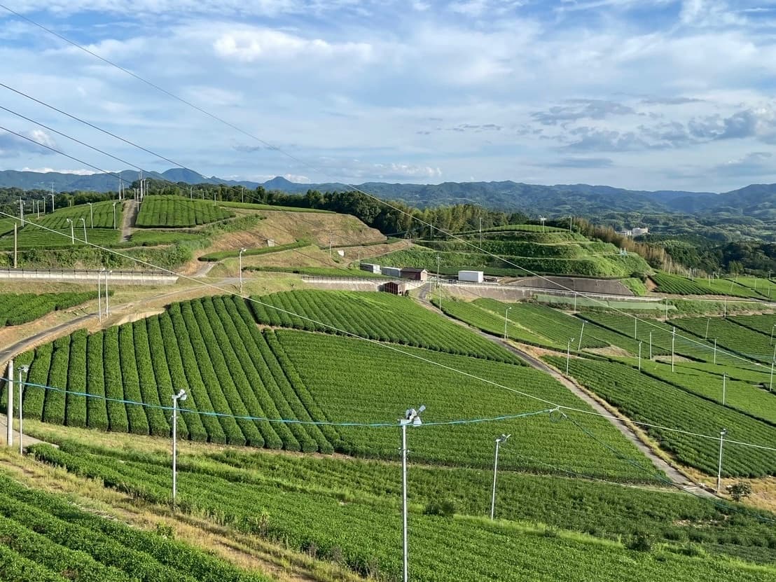 八女抹茶の産地、茶景色 2